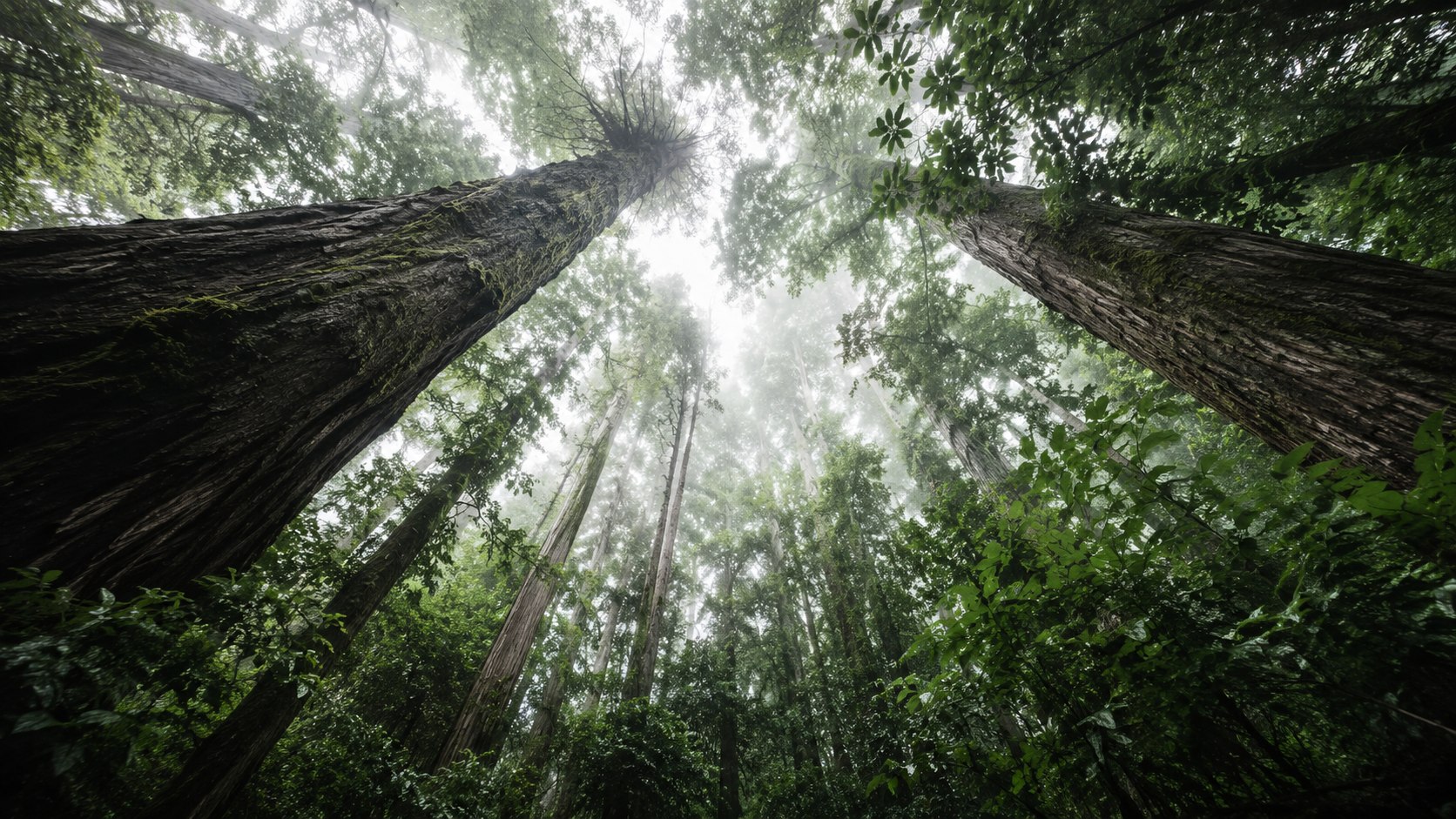 Misty forest